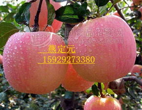 冷庫紅富士 批發(fā)市場里的價(jià)格優(yōu)勢與招商新機(jī)遇